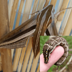 Thumbnail of post image 172